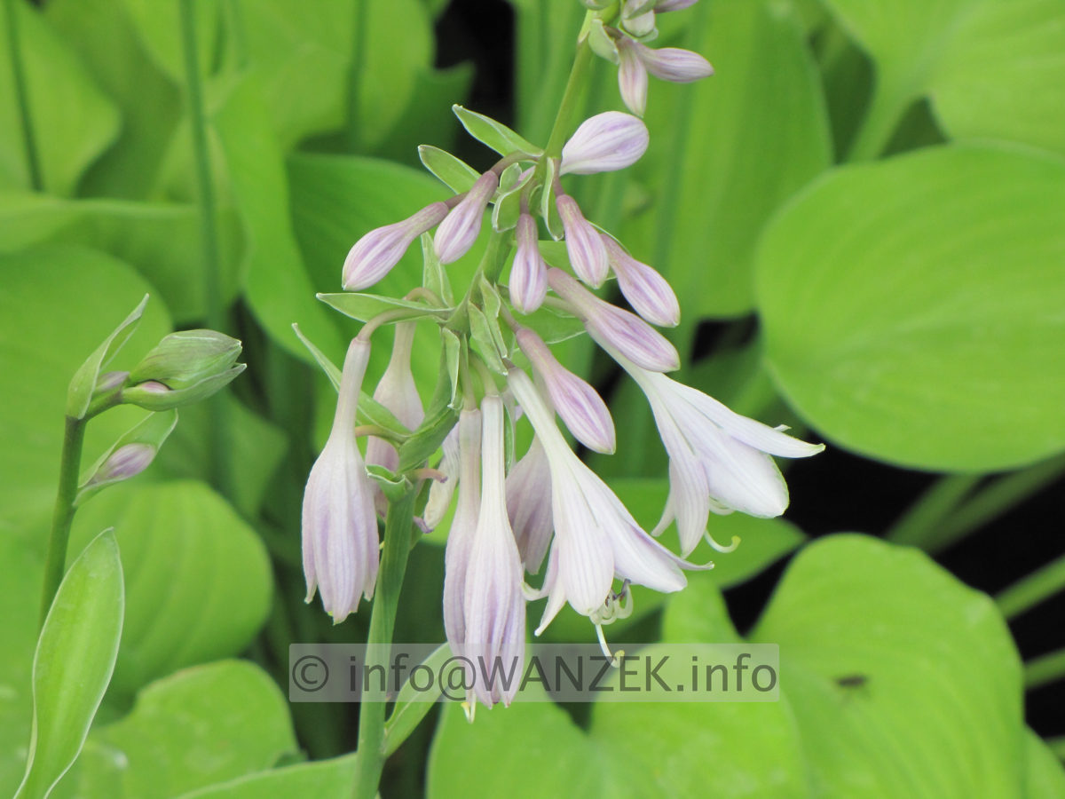 Hosta nakaiana Golden Nakaiana 07.JPG